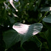 Jason Greenleaf Photo 17