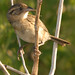 Kelley Sparrow Photo 17