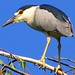 Sandra Heron Photo 18