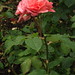 Rose Weeks Photo 22