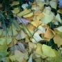 Maria Armstrong Photo 22