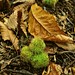 Kent Chestnut Photo 8