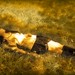 Corinne Summers Photo 11
