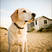 Buddy Cook Photo 23