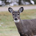 Karen Doe Photo 12