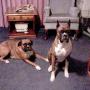 Jim Abraham Photo 15