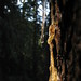 Mark Mccauley Photo 4
