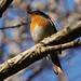 Robin Lind Photo 27