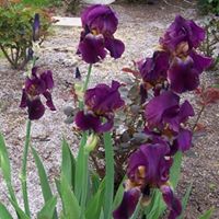 Karen Crain Photo 35