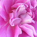 Therese Rose Photo 15
