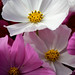 Martha Shaw Photo 18
