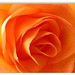 Rose Bloom Photo 14