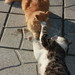 Leo Pappas Photo 19