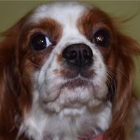 Debbie Chenoweth Photo 7