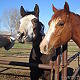 Elaine Edwards Photo 5