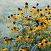 Susan Finch Photo 41