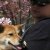 Joey Chen Photo 48
