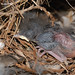 Virginia Echols Photo 6