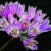 Anna Bunch Photo 20