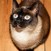 Ada Sharp Photo 8