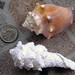 Susan Whitlock Photo 30