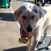 Carl Phelps Photo 13