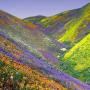 Mary Cottrell Photo 16