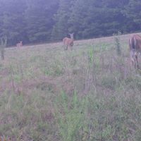 Kathy Falcone Photo 8