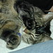 Barry Kates Photo 10