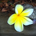 Mary Crum Photo 18