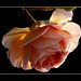 Rose George Photo 16