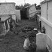 Harold Roy Photo 15