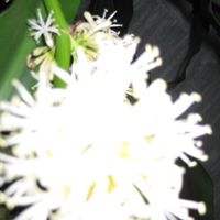 Elizabeth Flowers Photo 28