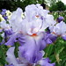 Carol Moyer Photo 18