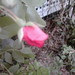 Debbie Rose Photo 15