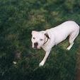 Cherie Bell Photo 7