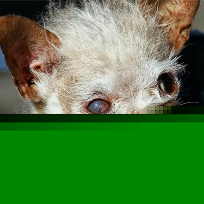 Michael Savage Photo 38