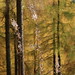 Elizabeth Forest Photo 7