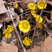 Nancy Connelly Photo 37