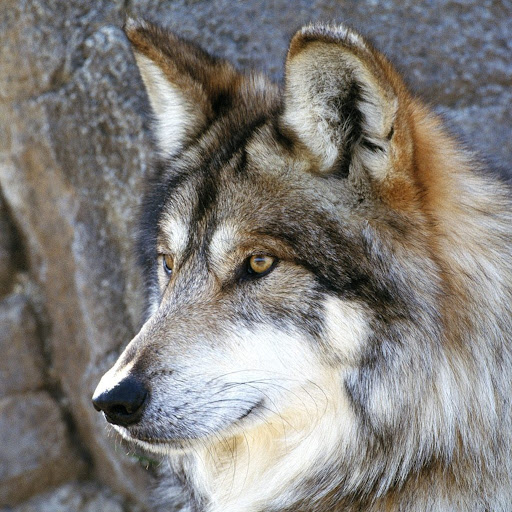 Keith Wolfe Photo 13