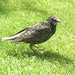 Paul Starling Photo 18