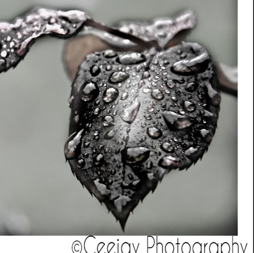 Carol Willis Photo 42