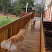 Maple Walker Photo 5