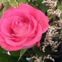 Amie Morris Photo 33