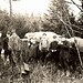 Sheldon Cook Photo 22