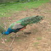 Margaret Peacock Photo 26