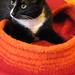 Kitty Sherman Photo 13