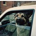 Clifton Shepherd Photo 9
