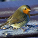 Robin Love Photo 25
