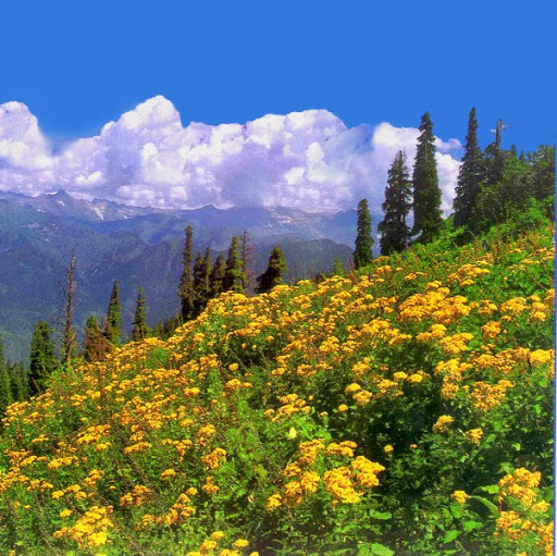 Muhammad Shabbir Photo 24